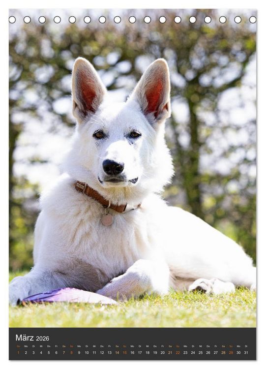 Produktbild: Berger Blanc Suisse - Freunde auf 4 Pfoten (Tischkalender 2026 DIN A5 hoch), CALVENDO Monatskalender