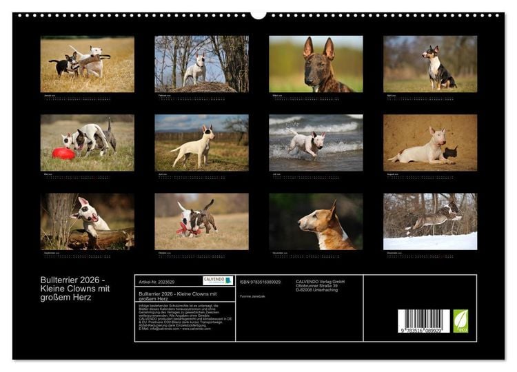 Produktbild: Bullterrier 2026 - Kleine Clowns mit gro&szlig;em Herz (hochwertiger Premium Wandkalender 2026 DIN A2 quer), Kunstdruck in Hochglanz