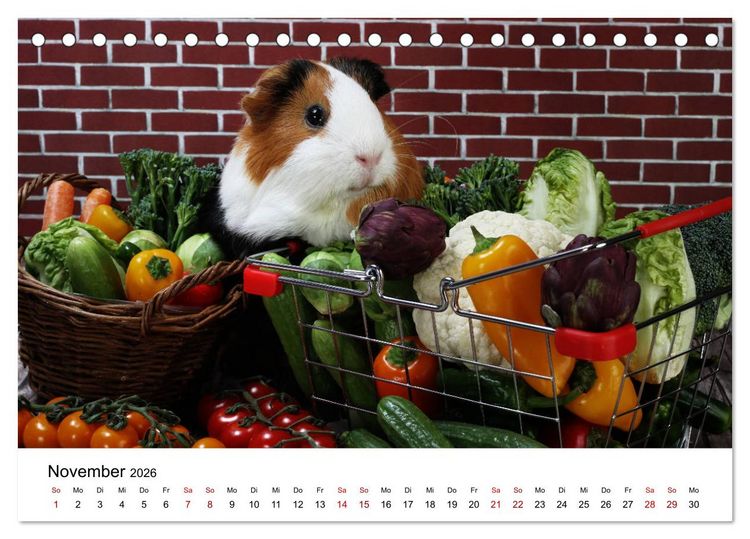 Produktbild: Unsere Meerschweinchen (Tischkalender 2026 DIN A5 quer), CALVENDO Monatskalender