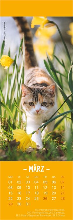 Produktbild: Katzen Lesezeichen & Kalender 2027