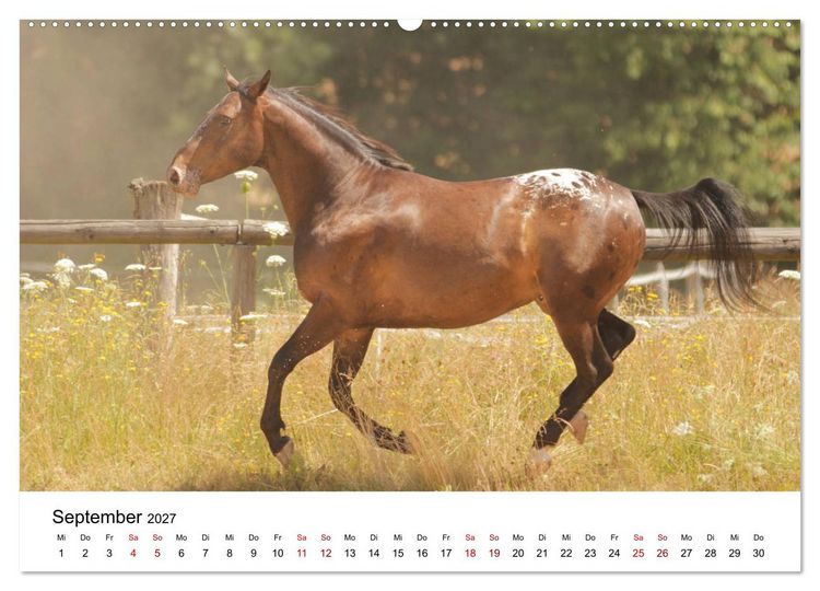 Produktbild: PFERDE - Zwischen Himmel, Erde und Hufschlag (hochwertiger Premium Wandkalender 2027 DIN A2 quer), Kunstdruck in Hochglanz