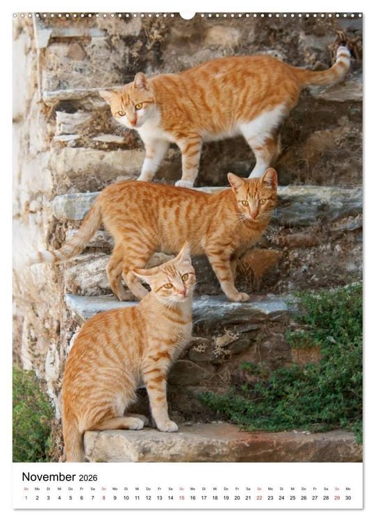 Produktbild: COUNTRY CATS (hochwertiger Premium Wandkalender 2026 DIN A2 hoch), Kunstdruck in Hochglanz