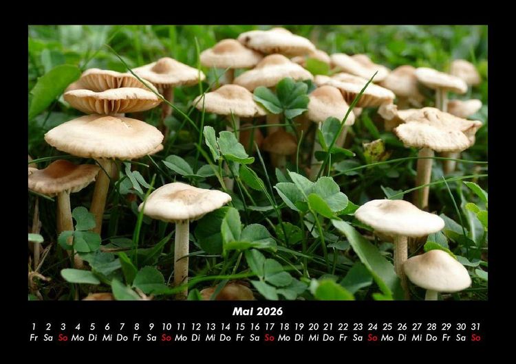Produktbild: Natur Pur 2026 Fotokalender DIN A3