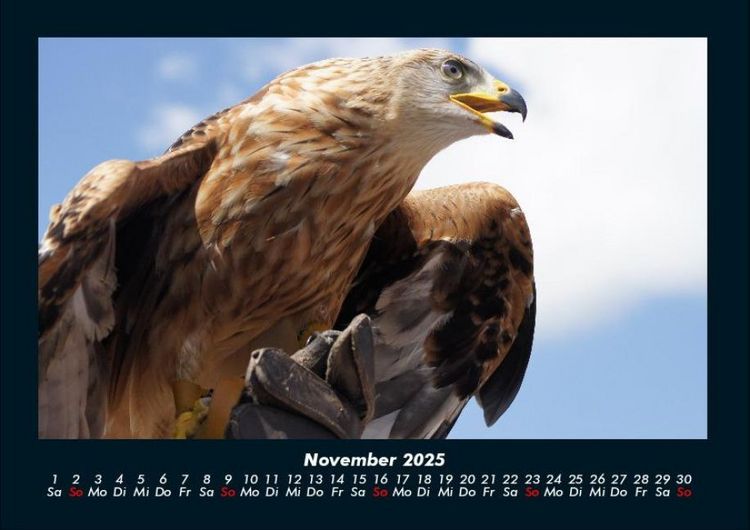 Produktbild: Welt der V&ouml;gel 2025 Fotokalender DIN A4