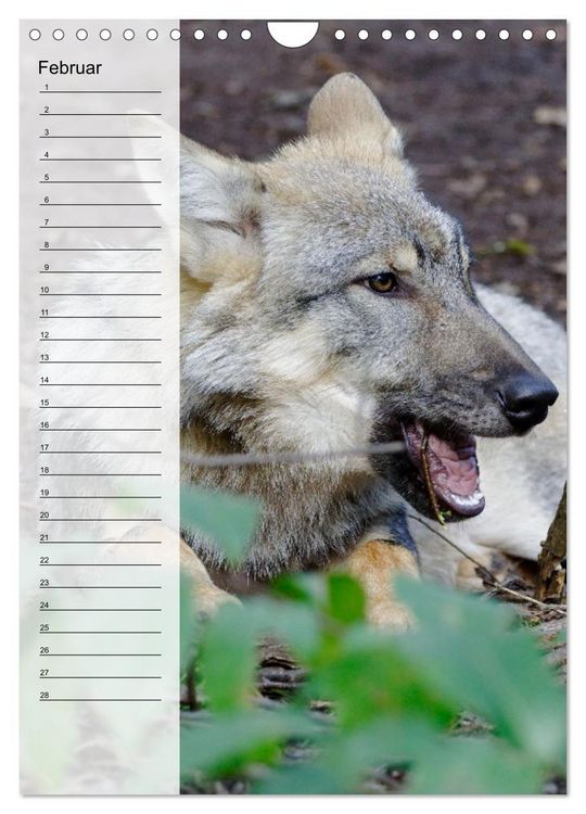 Produktbild: Der Wolf - Isegrim in den heimischen W&auml;ldern - Kalender 2026 (Wandkalender 2026 DIN A4 hoch), CALVENDO Monatskalender