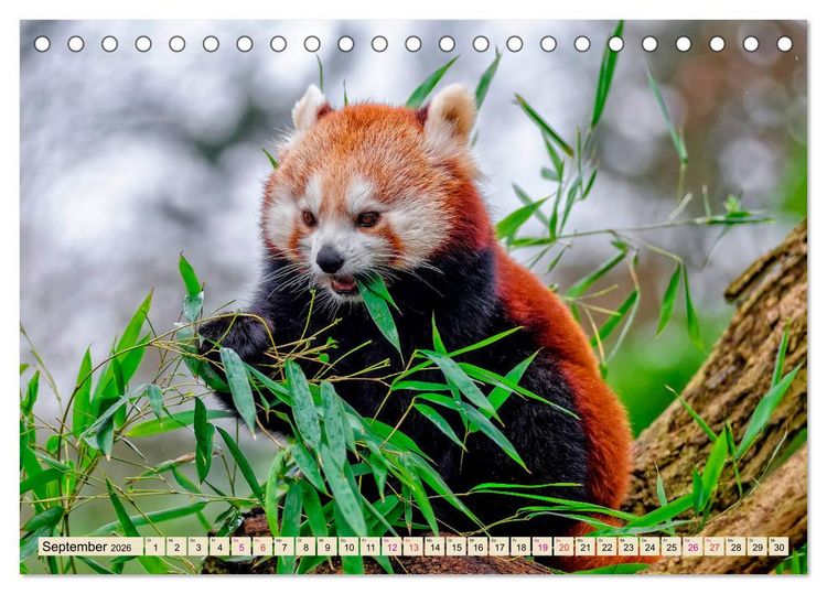Produktbild: Kleiner Panda (Tischkalender 2026 DIN A5 quer), CALVENDO Monatskalender