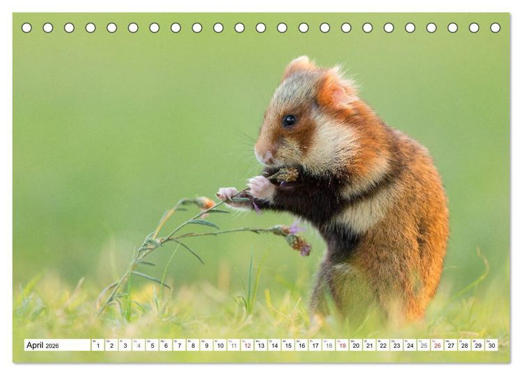 Produktbild: Herzige Feldhamster - farbenfrohe Nagetiere im st&auml;dtischen Lebensraum (Tischkalender 2026 DIN A5 quer), CALVENDO Monatskalender