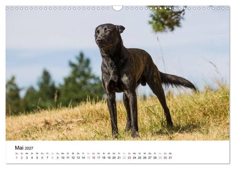 Produktbild: ausdrucksvolle Holl&auml;ndische Sch&auml;ferhunde (Wandkalender 2027 DIN A3 quer), CALVENDO Monatskalender