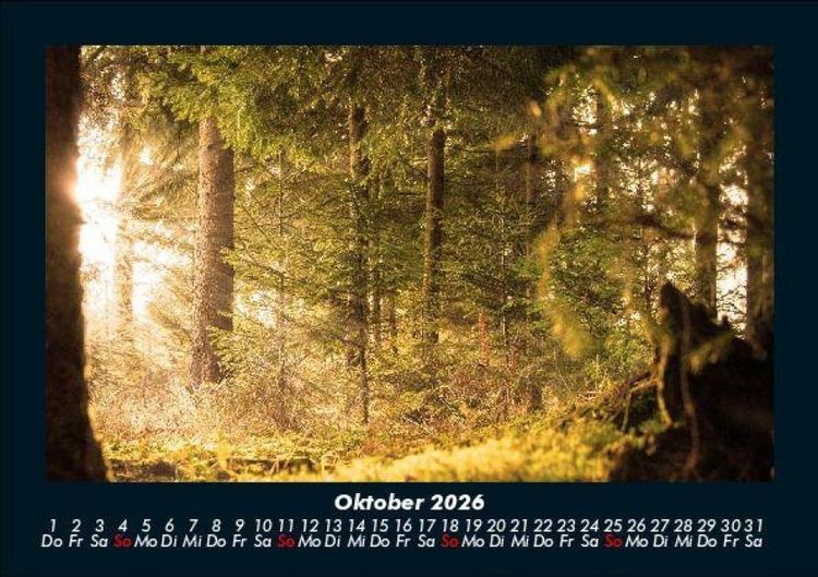Produktbild: Waldzauber 2026 Fotokalender DIN A5