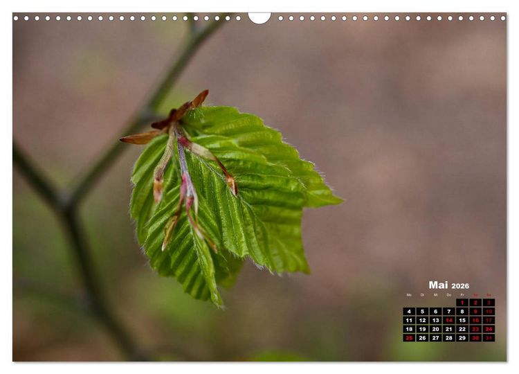 Produktbild: B&auml;ume im Detail (Wandkalender 2026 DIN A3 quer), CALVENDO Monatskalender