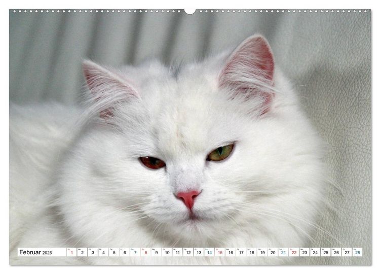 Produktbild: Die Perserkatze - Farbschlag Wei&szlig; (hochwertiger Premium Wandkalender 2026 DIN A2 quer), Kunstdruck in Hochglanz