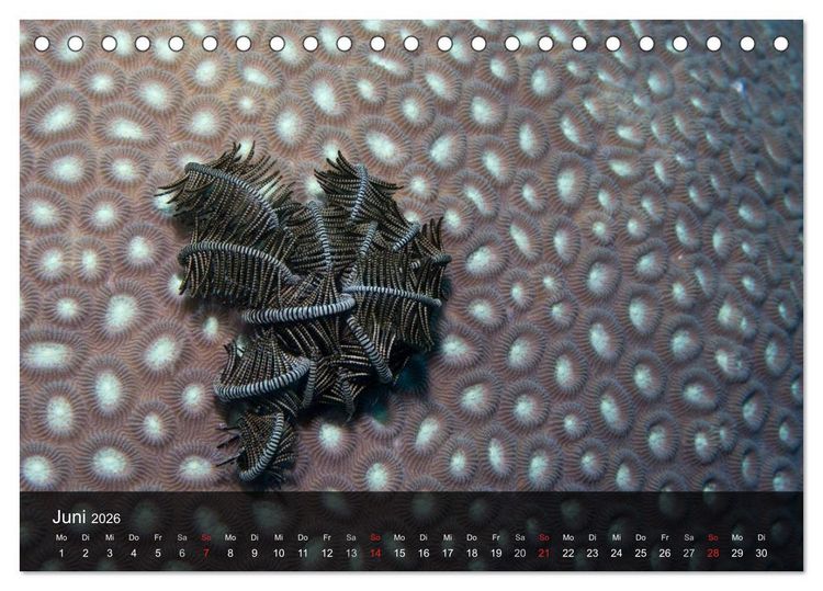 Produktbild: Unterwasser Strukuren (Tischkalender 2026 DIN A5 quer), CALVENDO Monatskalender