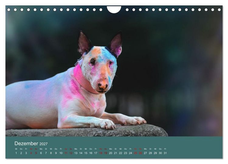 Produktbild: Fantastische Bullterrier - Sieger im Herzen (Wandkalender 2027 DIN A4 quer), CALVENDO Monatskalender