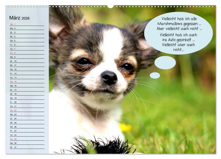 Produktbild: Hurra! Wir gehen Gassi! Abenteuer mit dem Hund! (Wandkalender 2026 DIN A2 quer), CALVENDO Monatskalender