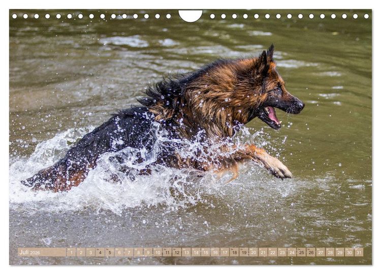 Produktbild: Sch&auml;ferhunde - Freunde auf 4 Pfoten (Wandkalender 2026 DIN A4 quer), CALVENDO Monatskalender