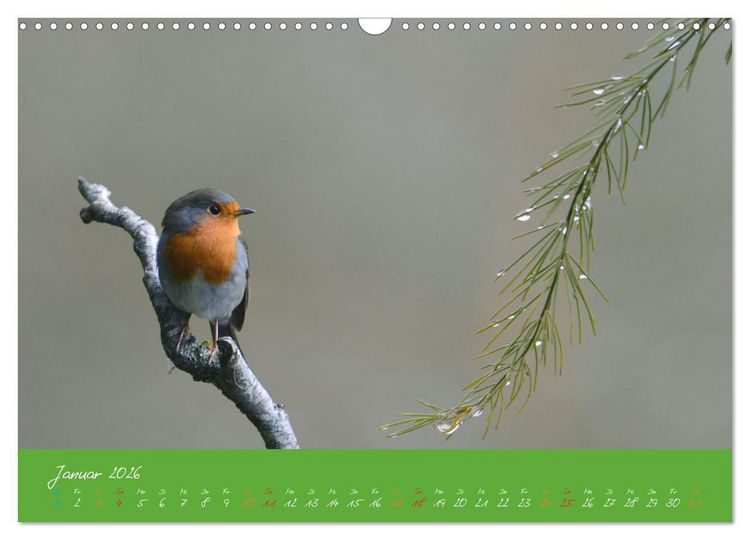 Produktbild: Das Rotkehlchen singt uns ein Lied (Wandkalender 2026 DIN A3 quer), CALVENDO Monatskalender