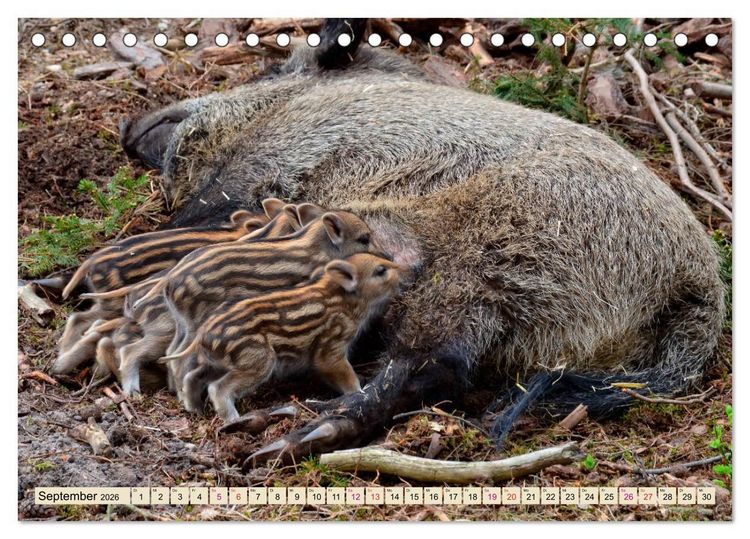 Produktbild: Unverwechselbar - Wildschwein (Tischkalender 2026 DIN A5 quer), CALVENDO Monatskalender