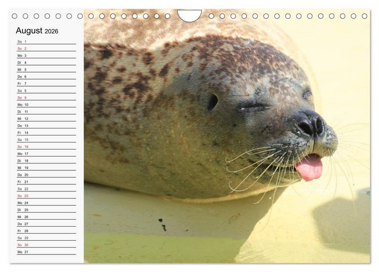 Produktbild: Seehunde und Otter. Putzige Gesellen, perfekte Schwimmer (Wandkalender 2026 DIN A4 quer), CALVENDO Monatskalender