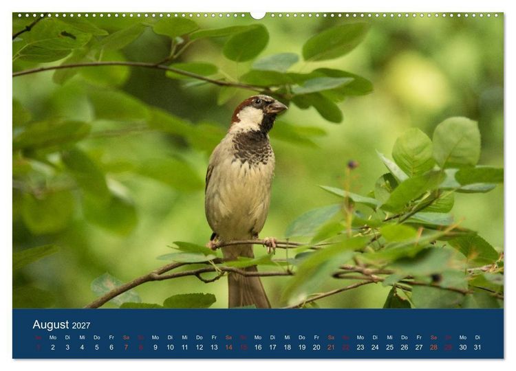 Produktbild: Spatzen-Kalender (Wandkalender 2027 DIN A2 quer), CALVENDO Monatskalender