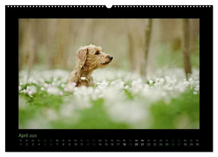 Produktbild: Elli Pirelli... aus dem Leben eines fr&ouml;hlichen Pinscher-Dackel-M&auml;dels (hochwertiger Premium Wandkalender 2025 DIN A2 quer), Kunstdruck in Hochglanz