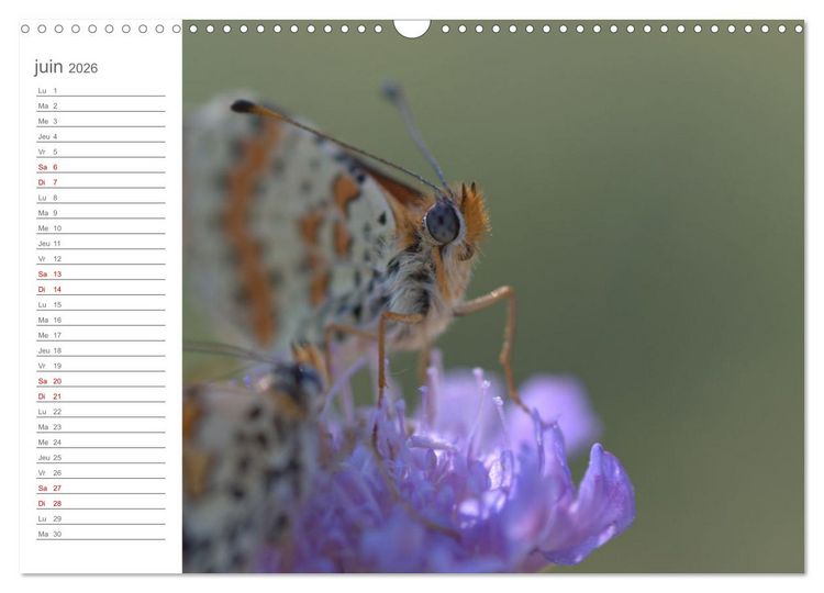 Produktbild: Dans le jardin des papillons (Calendrier mural 2026 DIN A3 vertical), CALVENDO calendrier mensuel