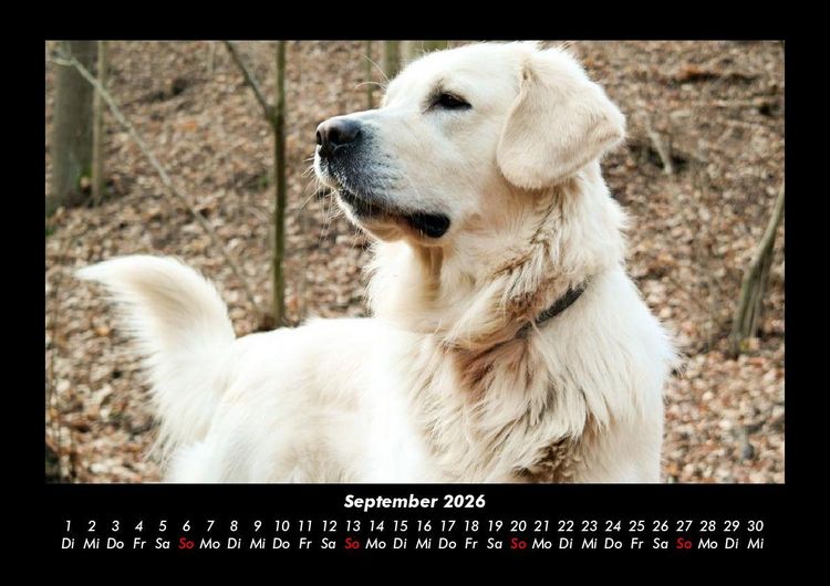 Produktbild: Hunde 2026 Fotokalender DIN A3