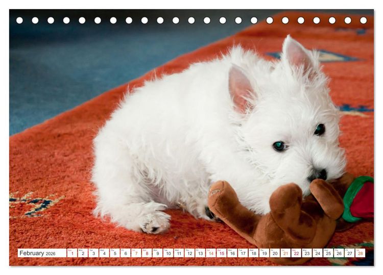 Produktbild: West Highland White Terrier - Your charming companion (Desk Calendar 2026 DIN A5 landscape), CALVENDO 12 Month DeskCalendar