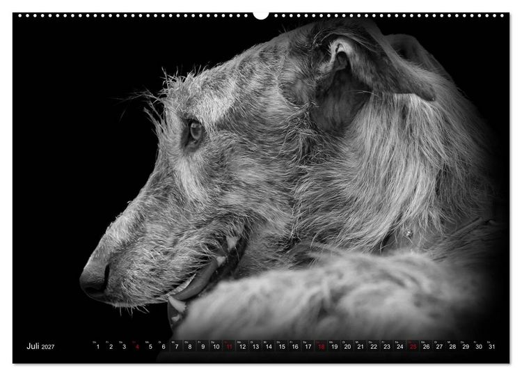 Produktbild: Galgo Espa&ntilde;ol - der spanische Windhund 2027 (Wandkalender 2027 DIN A2 quer), CALVENDO Monatskalender