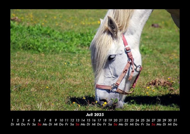 Produktbild: Pferdegefl&uuml;ster 2025 Fotokalender DIN A3