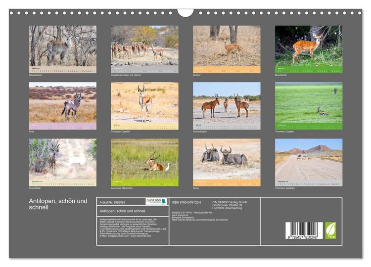 Produktbild: Antilopen, sch&ouml;n und schnell (Wandkalender 2026 DIN A3 quer), CALVENDO Monatskalender