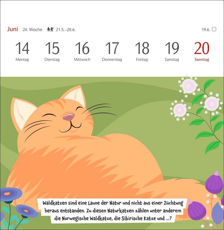 Produktbild: Unn&uuml;tzes-Wissen-Quiz Katzen Premium-Postkartenkalender 2027 - Kalender mit 53 R&auml;tselkarten