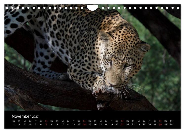 Produktbild: Afrikas Raubkatzen (Wandkalender 2027 DIN A4 quer), CALVENDO Monatskalender