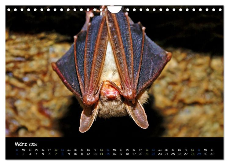 Produktbild: Flederm&auml;use - kleine Vampire (Wandkalender 2026 DIN A4 quer), CALVENDO Monatskalender