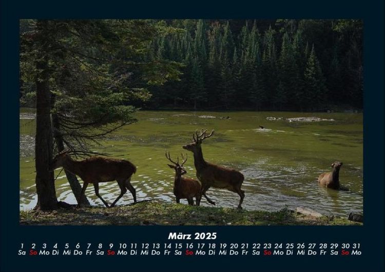 Produktbild: Waldbewohner 2025 Fotokalender DIN A4