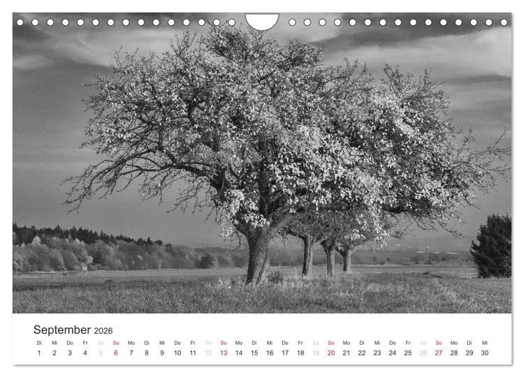 Produktbild: B&auml;ume - Natursch&ouml;nheiten in schwarz-wei&szlig; (Wandkalender 2026 DIN A4 quer), CALVENDO Monatskalender