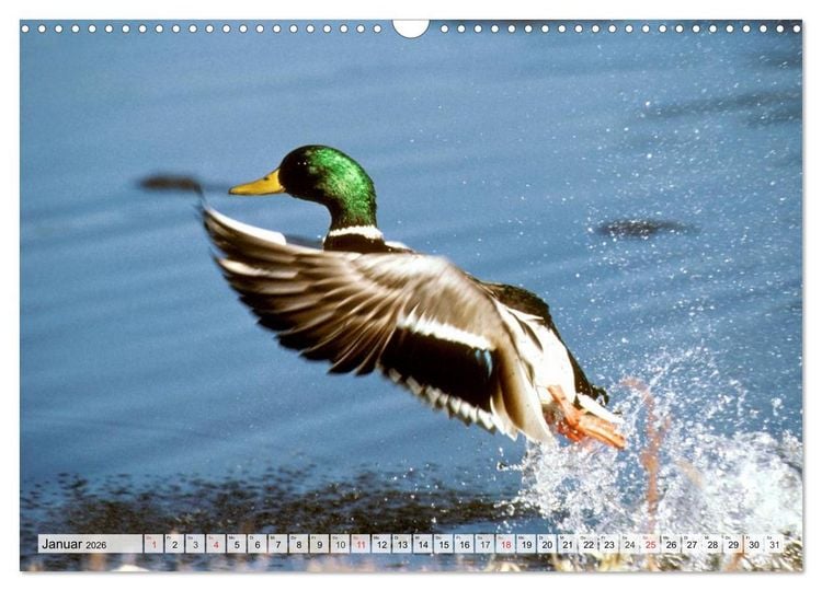 Produktbild: Wildtiere. Heimische Sch&ouml;nheiten (Wandkalender 2026 DIN A3 quer), CALVENDO Monatskalender
