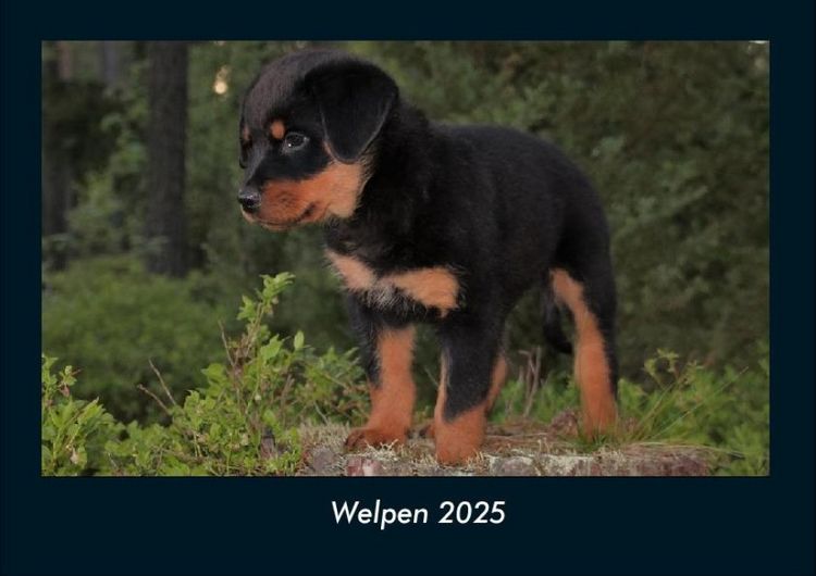 Produktbild: Welpen 2025 Fotokalender DIN A4