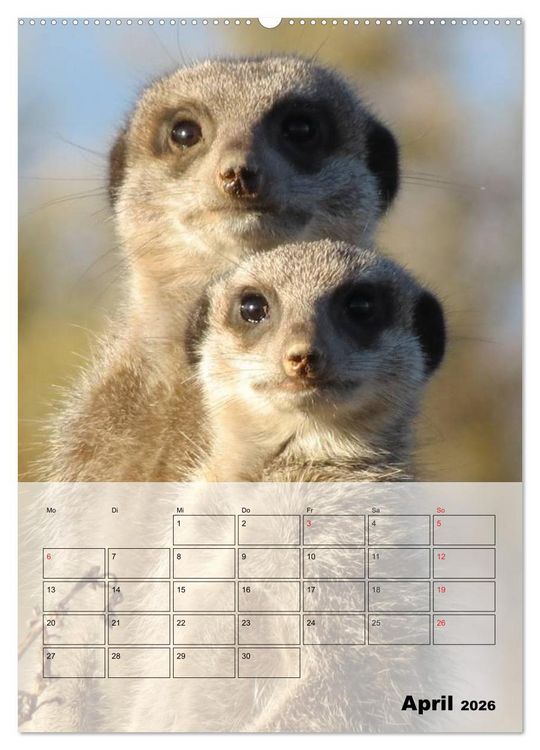 Produktbild: Erdm&auml;nnchen - Afrikas liebenswerte Zwerge (hochwertiger Premium Wandkalender 2026 DIN A2 hoch), Kunstdruck in Hochglanz