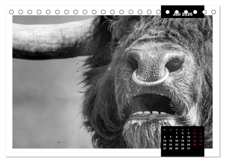 Produktbild: Faszination Schottisches Hochlandrind (Tischkalender 2026 DIN A5 quer), CALVENDO Monatskalender