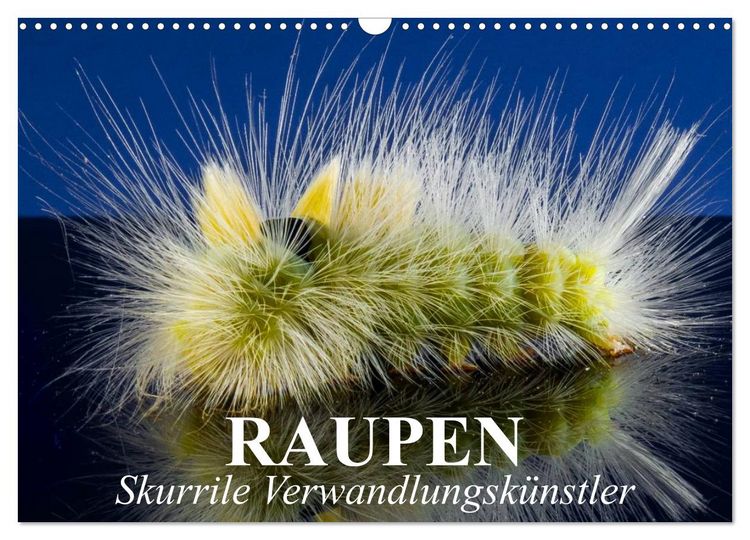Produktbild: Raupen - Skurrile Verwandlungsk&uuml;nstler (Wandkalender 2026 DIN A3 quer), CALVENDO Monatskalender