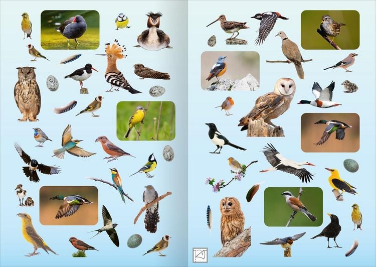 Produktbild: Naturforscher-Kids &ndash; Fotosticker V&ouml;gel