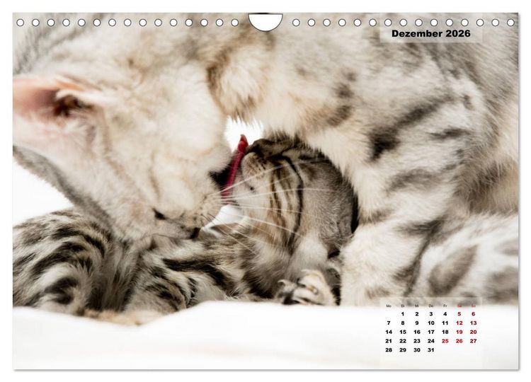 Produktbild: Bengal K&auml;tzchen 2 (Wandkalender 2026 DIN A4 quer), CALVENDO Monatskalender