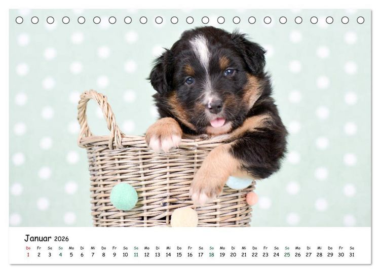 Produktbild: Baby Pfoten (Tischkalender 2026 DIN A5 quer), CALVENDO Monatskalender