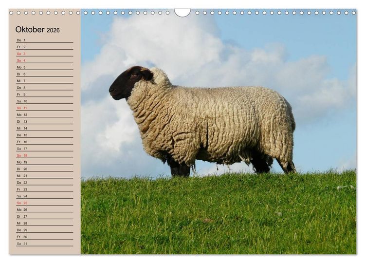 Produktbild: Schafe z&auml;hlen leicht gemacht! (Wandkalender 2026 DIN A3 quer), CALVENDO Monatskalender