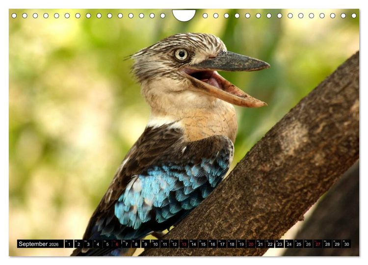 Produktbild: Die Tierwelt in Australien (Wandkalender 2026 DIN A4 quer), CALVENDO Monatskalender