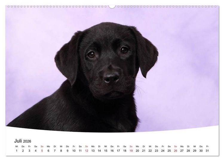 Produktbild: Labrador Welpen - Labrador Puppies (hochwertiger Premium Wandkalender 2026 DIN A2 quer), Kunstdruck in Hochglanz