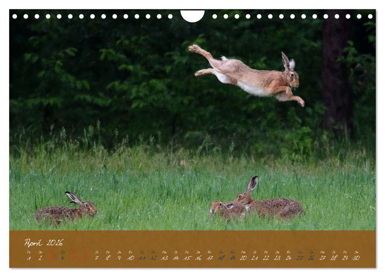 Produktbild: Feldhasen in H&ouml;chstform (Wandkalender 2026 DIN A4 quer), CALVENDO Monatskalender
