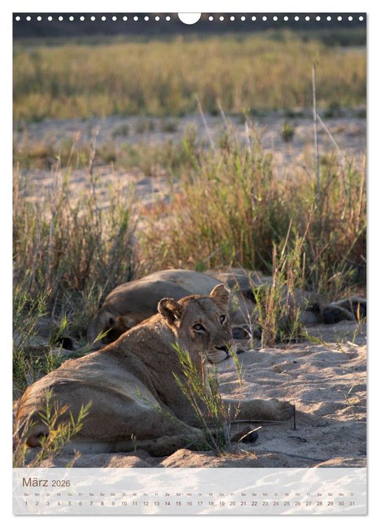 Produktbild: L&ouml;wen in Sabi Sands (Wandkalender 2026 DIN A3 hoch), CALVENDO Monatskalender