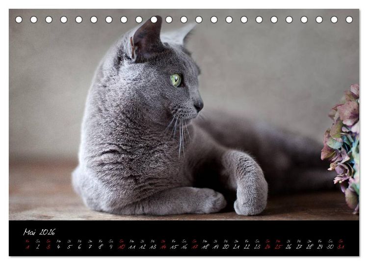 Produktbild: Katzen 2026 (Tischkalender 2026 DIN A5 quer), CALVENDO Monatskalender