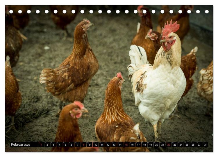 Produktbild: H&uuml;hner in meinem Garten (Tischkalender 2026 DIN A5 quer), CALVENDO Monatskalender